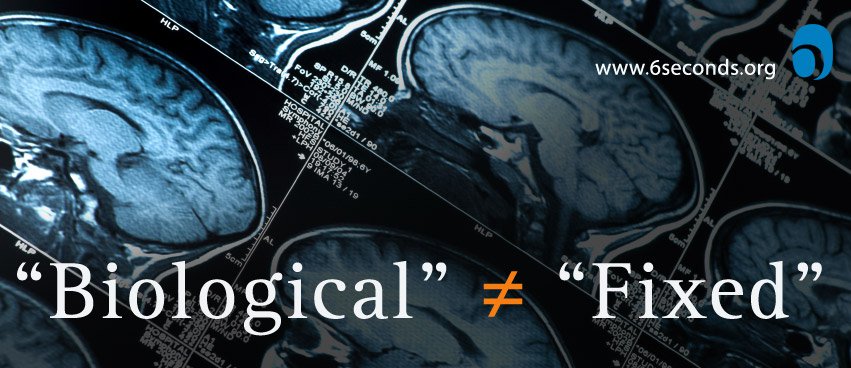 biological-fixed-brain-scan